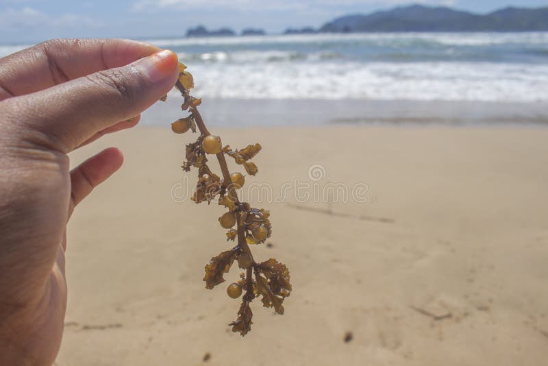Unique Sea Weed stock photo. Image of closeup, hand - 155782020