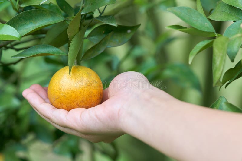 Asian girl hand is harvesting orange from the orange garden in a new sweet pine plantation on a high altitude. as background Healt stock photos Asian girl hand is harvesting orange from the orange garden in a new sweet pine plantation on a high altitude. as background Healt stock photos