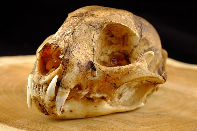 Asian goldden cat or Temminck's cat skull and canine o stock images Asian goldden cat or Temminck's cat skull and canine o stock images