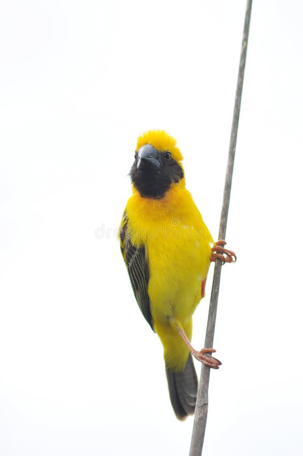 Asian Golden Weaver stock images