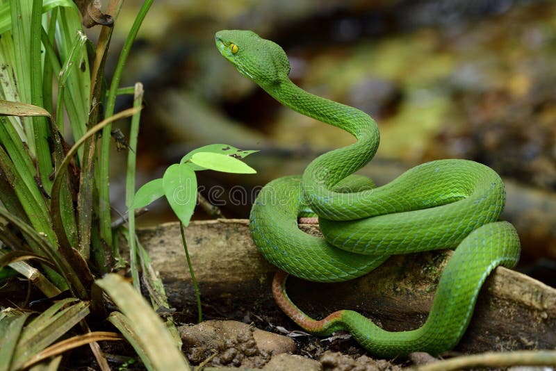 229 Pit Vipers Photos Free Royalty Free Stock Photos From Dreamstime