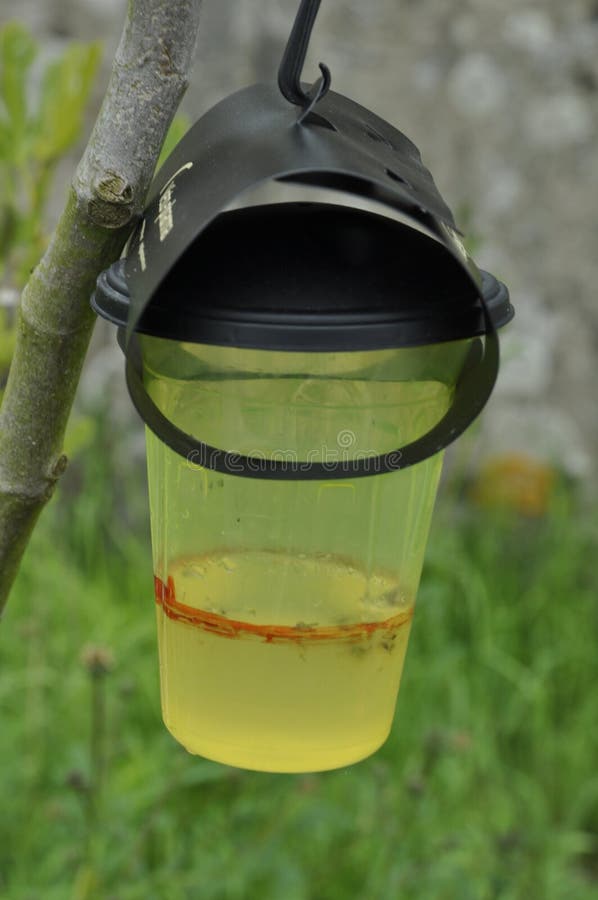 Asian Hornet Trap in a Garden Stock Image - Image of insect, catch