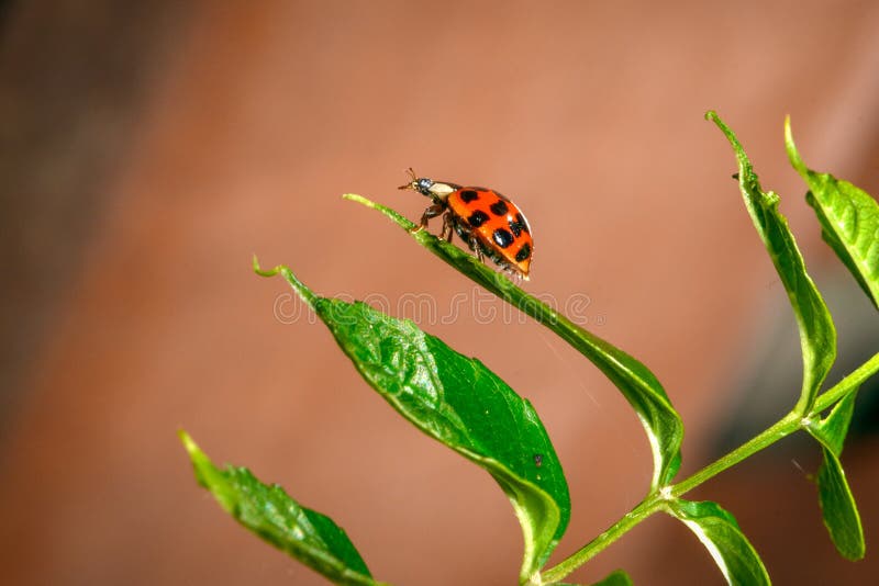 Trumpet Vine Bird Stock Photos Free & RoyaltyFree Stock Photos from