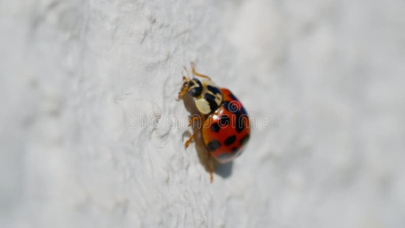 Asian lady beetle in macro shot on a white background. Orange Ladybug crawling stock footage
