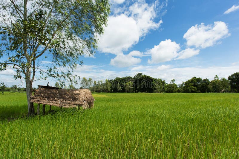 Asian landscape with ricefield