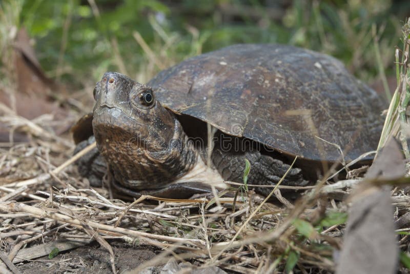 Asian leafe turtle Cyclemys dentata