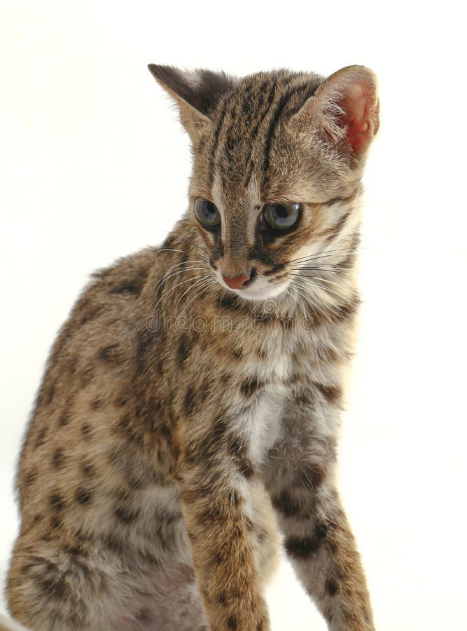 The Asian Leopard Cat Or Sunda Leopard Cat Prionailurus Bengalensis