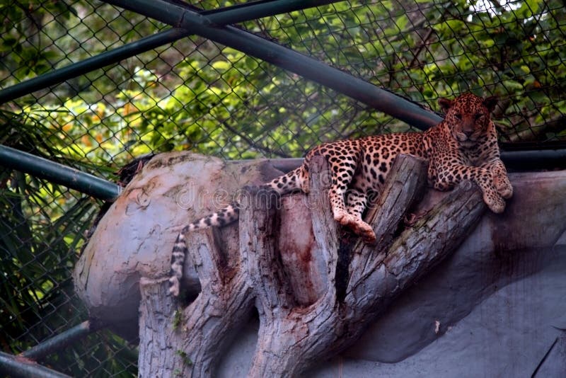 Asian Lepord in indian zoological Park