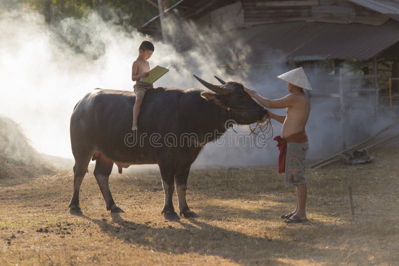 Băiat local asiatic lectură carte pe Buffalo înapoi cu tatăl său stock photos
