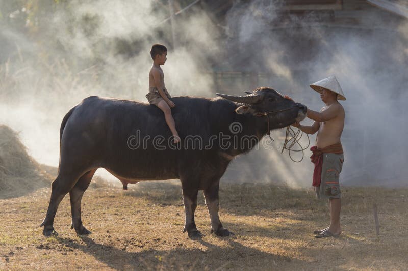 Băiat local asiatic care stă pe Buffalo cu tatăl în Thailanda royalty free stock image