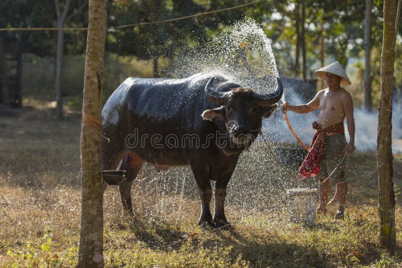 Fermier asiatic local care îmbăiază bivolii stock photos