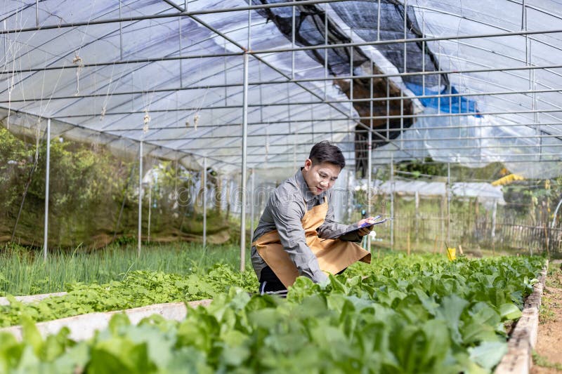 Fermierul asiatic local care cultivă salată salată salată și verifică rata de creștere în cadrul abordării bazate pe utilizarea so royalty free stock image