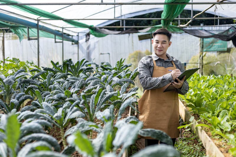 Fermierul asiatic local care cultivă salată salată salată și verifică rata de creștere în cadrul abordării bazate pe utilizarea so stock image