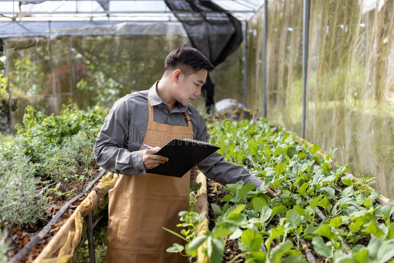 Fermierul asiatic local care cultivă salată salată salată salată și care verifică rata de creștere în interiorul tunelului cu efec. Fermierii locali asiatici care cultivă salată salată salată și care verifică rata de creștere în interiorul tunelului polivalent utilizând metoda solului organic pentru activitățile proprii ale familiei și selectând unele pentru vânzare