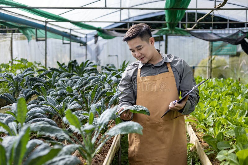Fermierul asiatic local care cultivă salată salată salată salată și care verifică rata de creștere în interiorul tunelului cu efec royalty free stock photos