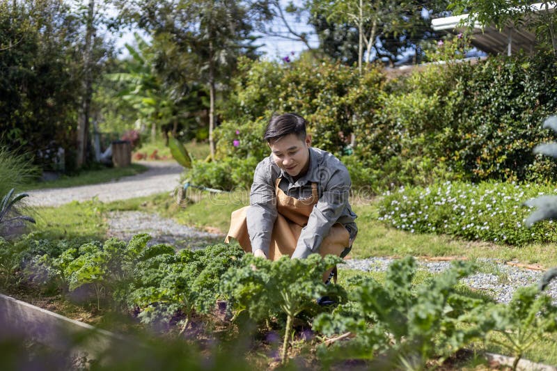 Fermierii asiatici care cultivă salată și verifică rata de creștere folosind metoda solului organic pentru întreprinderea familial stock image