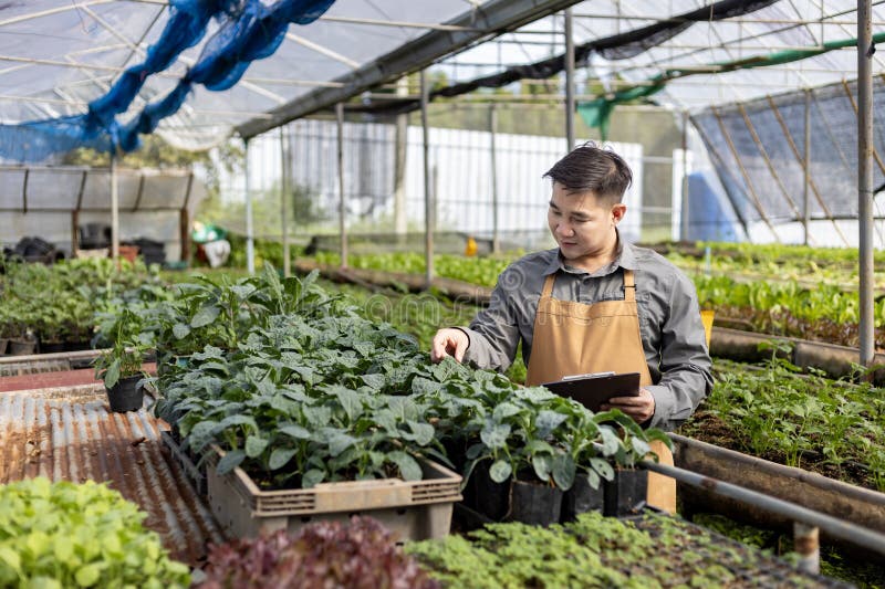Fermierii asiatici care cultivă salată salată în seră folosind metoda solului organic pentru propria afacere și cules câteva pentr royalty free stock photography