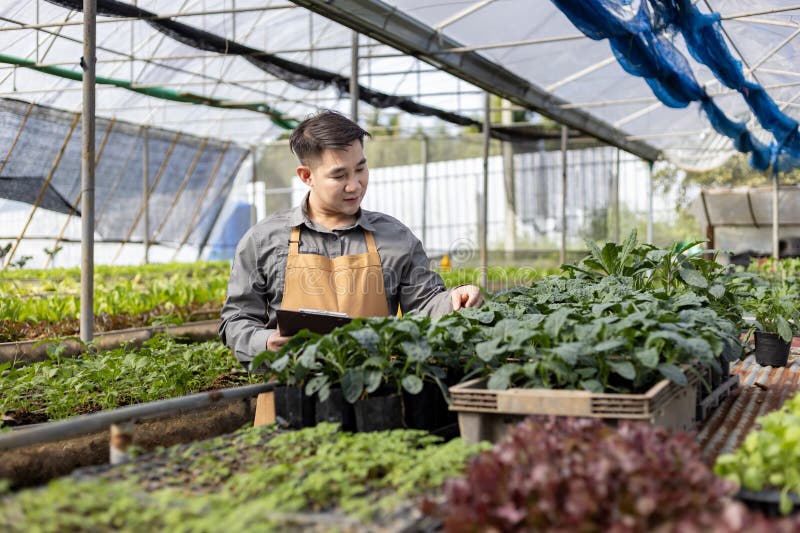 Fermierul local asiatic cultivă salată salată în seră folosind metoda solului organic pentru afacerile familiei și cules câteva royalty free stock photo