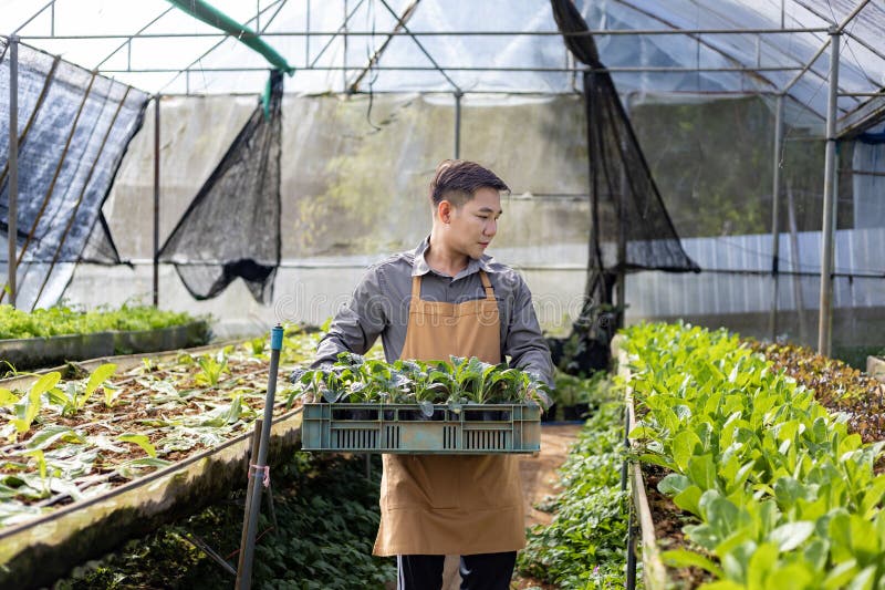 Fermierul asiatic local care cultivă salată salată în tunelul polivalent cu efect de seră utilizând abordarea organică a solului p royalty free stock photos
