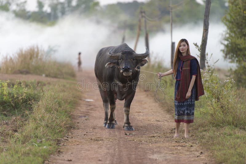 Femeie locală asiatică mergând cu bivolul ei stock photography