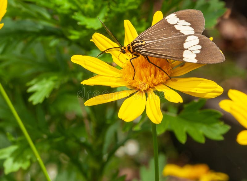 Asian magpie moth on bright yellow daisy flower
