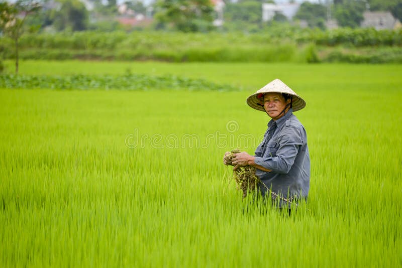 Asian man in rice field.