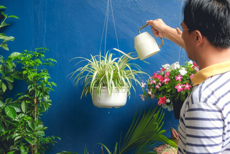 Asian man watering plant at home, Businessman taking care of Chlorophytum comosum Spider plant in white hanging pot. After work, on the weekend, Air purifying royalty free stock image