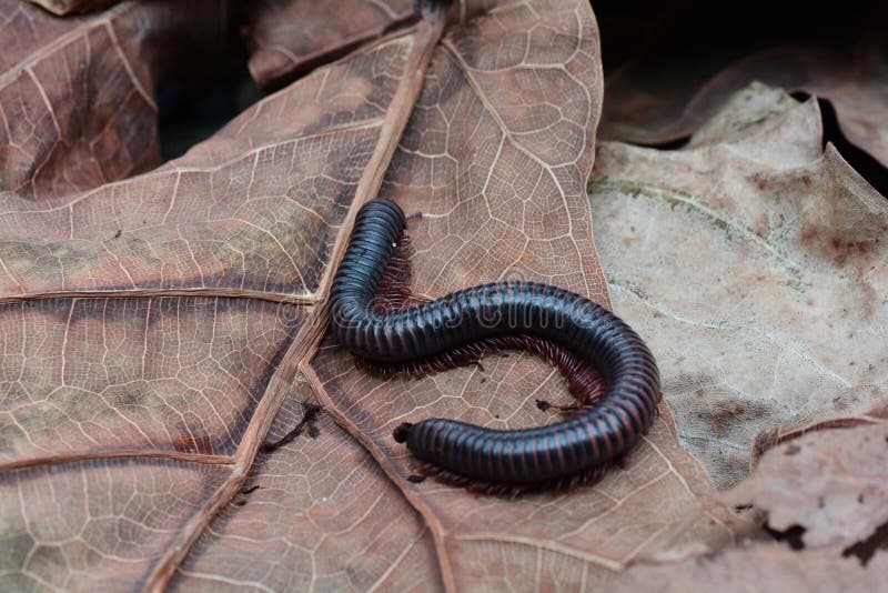 Asian millipede aka Thyropygus pachyurus