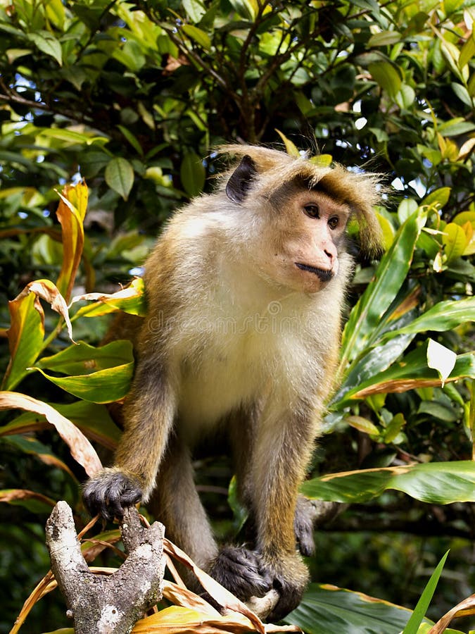 Asian monkey on the tree stock image. Image of orphanage 39588027