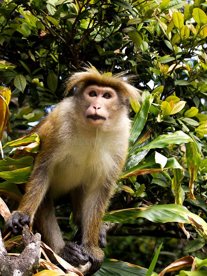 Asian monkey on the tree stock image. Image of orphanage 39588027