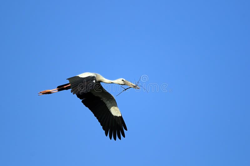 Asian Openbill stork