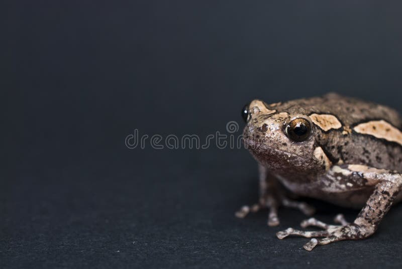 Banded Bullfrog [Asian Painted Frog] Stock Photo Image of bamboo