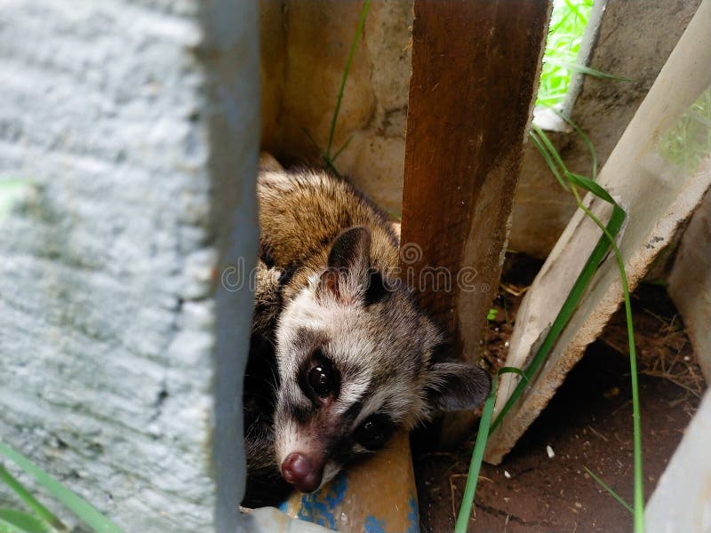 584 Asian Palm Civet Stock Photos - Free & Royalty-Free Stock Photos from  Dreamstime