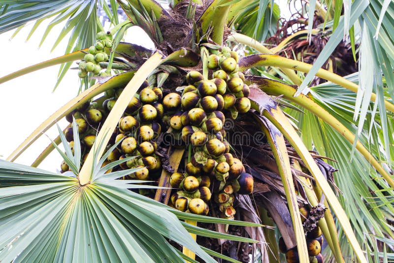 Asian Palmyra palm, Bunch of black fruit on tree with green leaves.