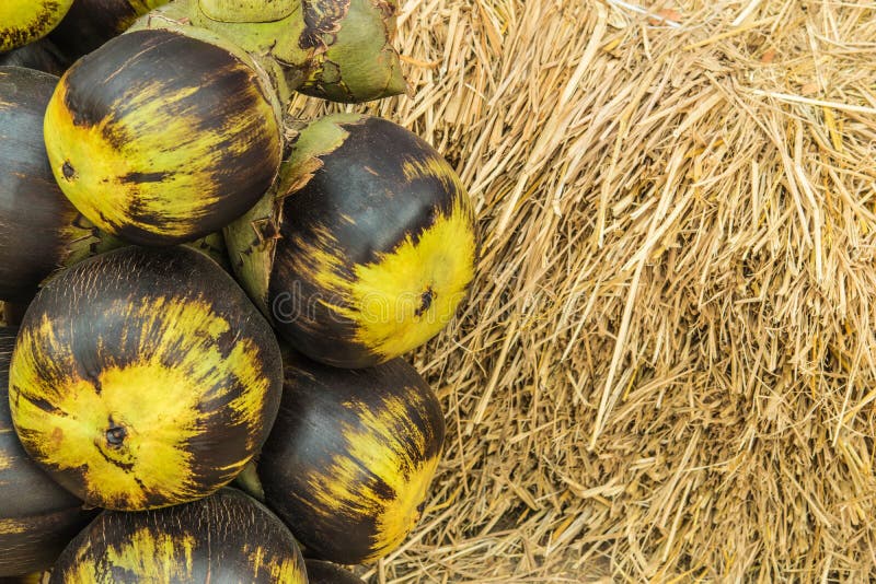 Asian Palmyra Palm, Toddy Palm, Sugar Palm Stock Image Image of trunk, tropics 44288387