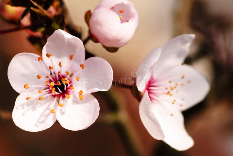 cherry blossom macro photography