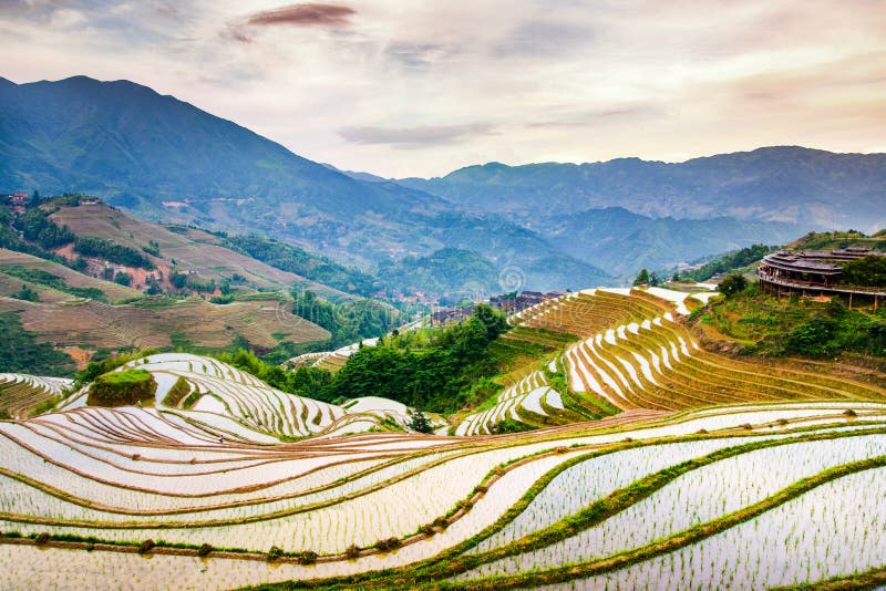 Asian Rice Terrace Scenery at Sunset Stock Photo - Image of management ...