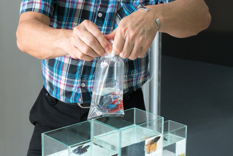 Asian Seller Pack Siamese Fighting or Betta Fish into Transparent