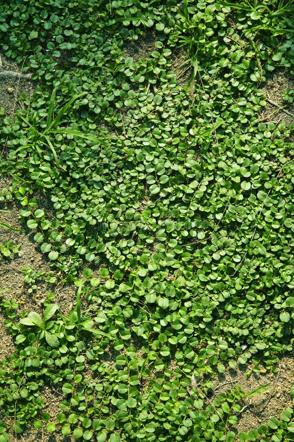 Asian short leaf grass stock photography Asian short leaf grass stock photography