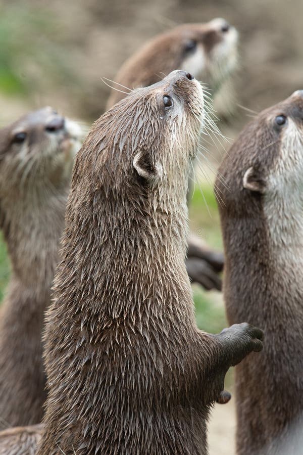 Asian Small Clawed Otter Aonyx Cinerea Stock Photo - Image of animals