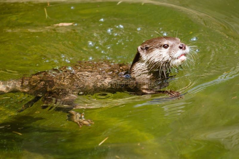 Asian Small-Clawed Otters Population