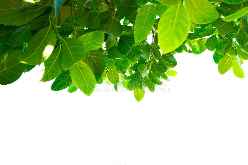 Asian tropical green leaves that isolated on a white background royalty free stock photo Asian tropical green leaves that isolated on a white background royalty free stock photo
