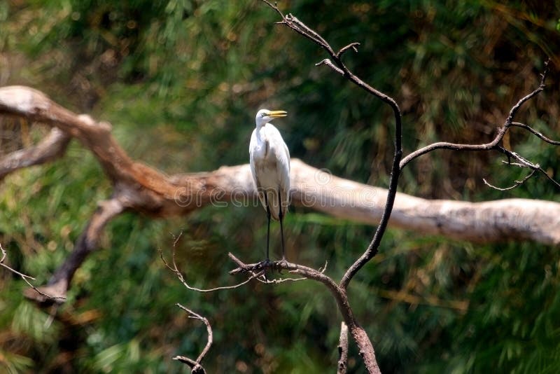 Asian White Egret perched on forest tree. An asian white egret perched on dried treee branch in the forest, india royalty free stock image