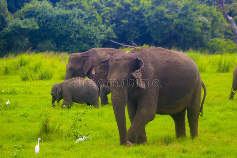 Asian wild Eliphant - Sri lanka minneriya national park royalty free stock photos Asian wild Eliphant - Sri lanka minneriya national park royalty free stock photos