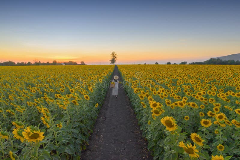 An Asian woman enjoying and relaxing in a full bloom sunflower field with road corridor during travel holidays vacation trip