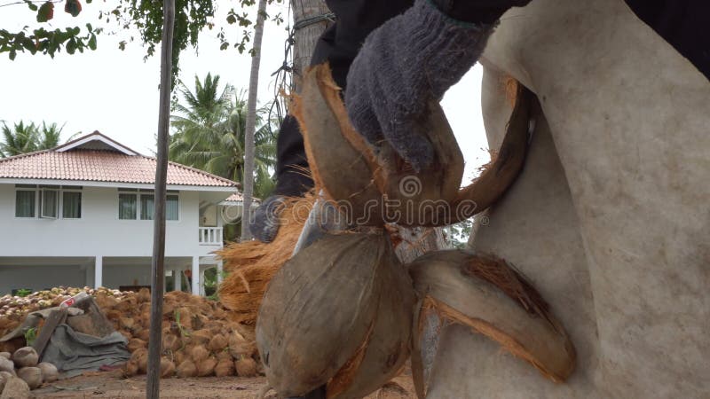 Asian worker peel coconut with spear