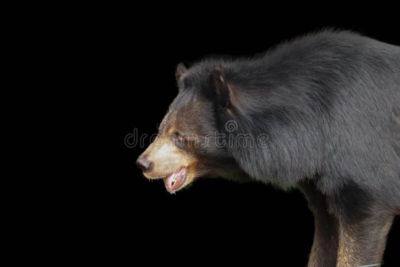 Asiatic Black Bear isolated stock image Asiatic Black Bear isolated stock image