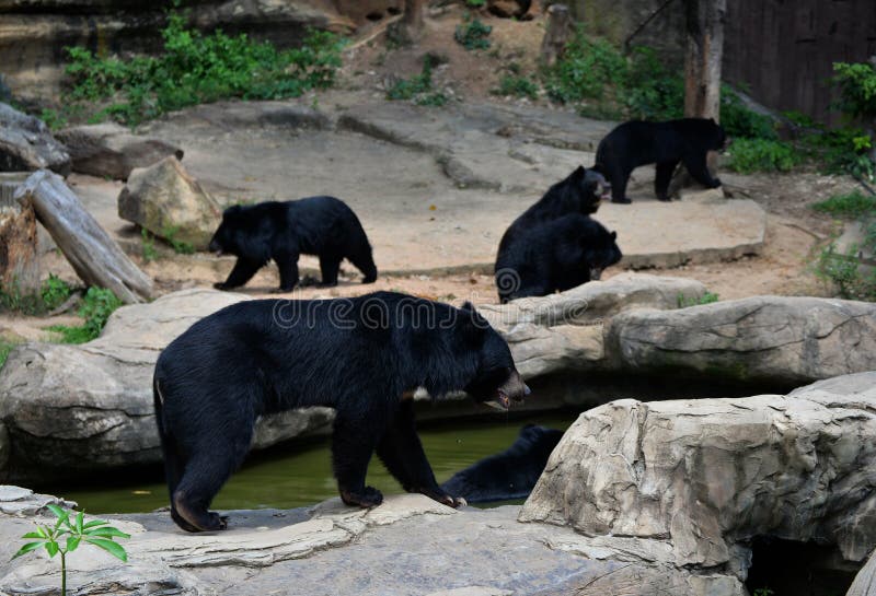 専用　ブラックベア　picture 🐻 🐻 🐻 A mama black bear, identified as Yellow 2291/BB14, and