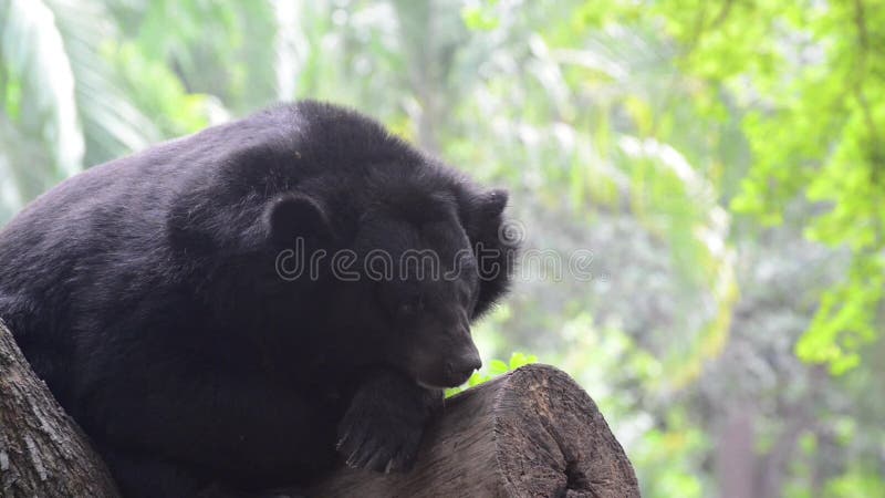 Asiatic Black Bear Or Tibetan Black Bear Laying Down And Relax On The