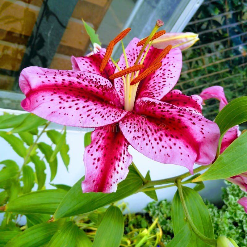Macro lily royalty free stock photo Macro lily royalty free stock photo